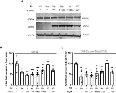 αA-Crystallin Mediated Neuroprotection in the Retinal Neurons Is Independent of Protein Kinase B